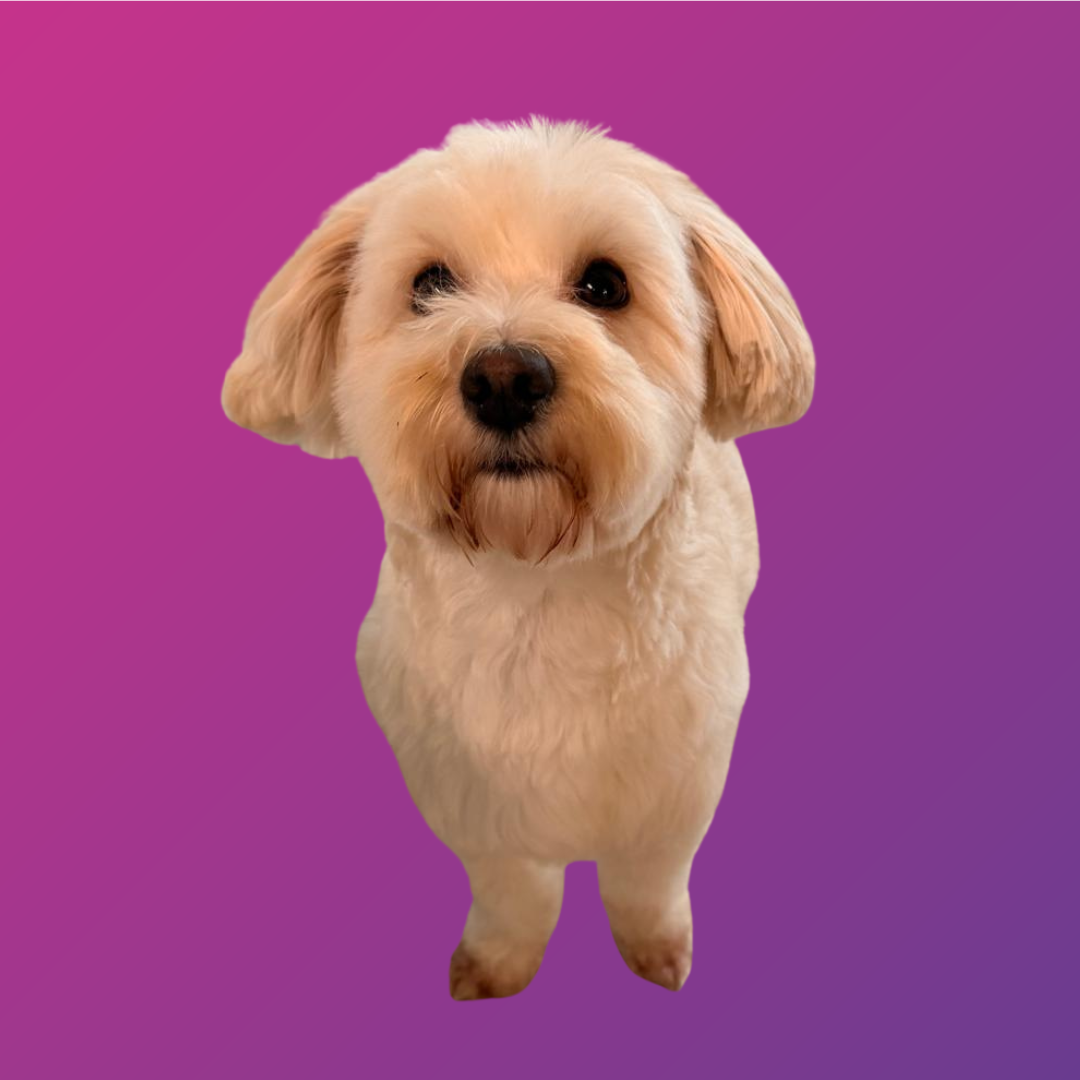 Sumi, happiness officer bij Flowkify